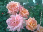 Imrankhan439 Flowers11